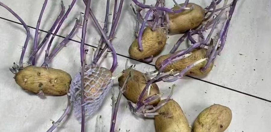 給發芽的馬鈴薯教你自己種植